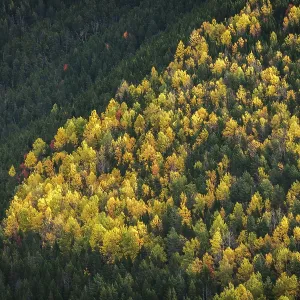 Autumn trees