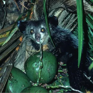 AYE-AYE AYE-AYE