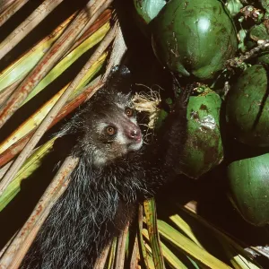 AYE-AYE AYE-AYE