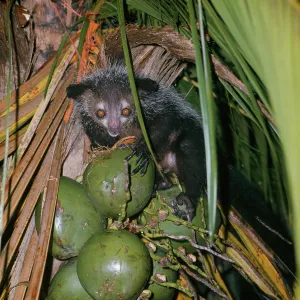 Aye-aye - eats fruit Aye-aye - eats fruit