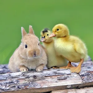Baby Rabbit and two Ducklings sitting together Baby Rabbit and two Ducklings sitting together