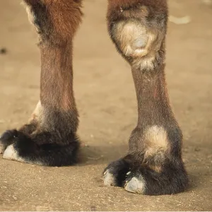 BACTRIAN CAMEL - Front feet BACTRIAN CAMEL - Front feet