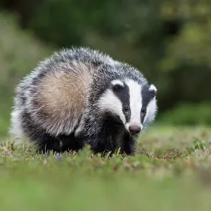 Badger Cub - Summer - UK Badger Cub - Summer - UK