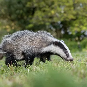 Badger Cub - Summer - UK Badger Cub - Summer - UK