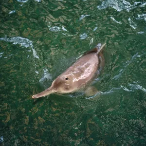 Baiji - Also known as: Chinese river dolphin, Yangtze Baiji - Also known as: Chinese river dolphin, Yangtze