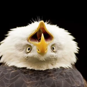Bald Eagle - calling with head thrown back Bald Eagle - calling with head thrown back
