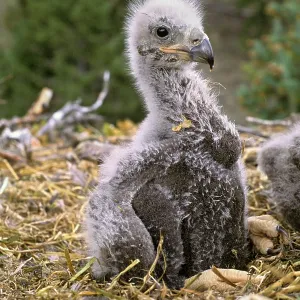 Bald Eagle chick - In nest