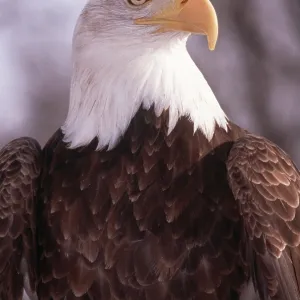 BALD EAGLE - close up of head BALD EAGLE - close up of head