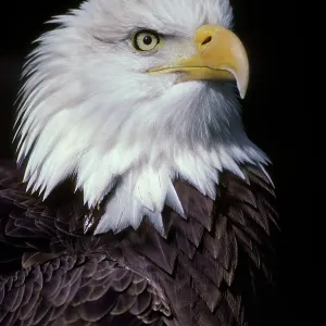 Bald Eagle - Close-up