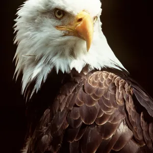 BALD EAGLE - close-up of head & shoulder BALD EAGLE - close-up of head & shoulder