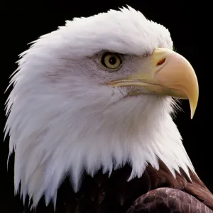 Bald Eagle - Close-up of turning head