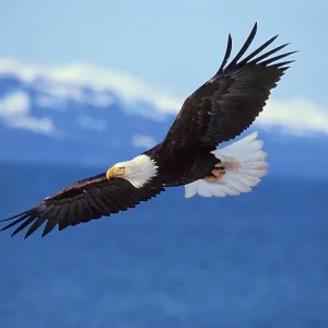 Bald Eagle - In flight