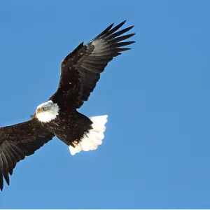 BALD EAGLE - in flight, soaring BALD EAGLE - in flight, soaring