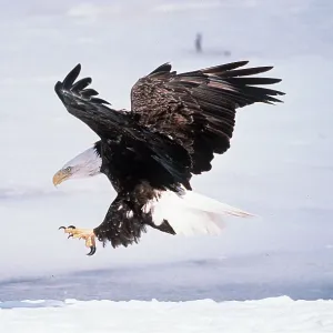 BALD EAGLE - landing BALD EAGLE - landing