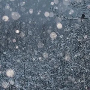 Bald Eagle perched in tree in snowstorm Chilkat Bald Eagle perched in tree in snowstorm Chilkat