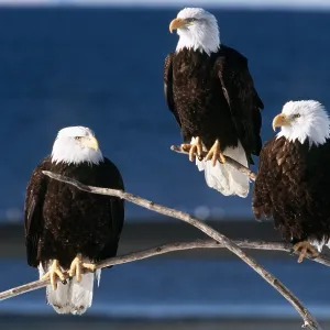BALD EAGLE - x three, on three twigs BALD EAGLE - x three, on three twigs