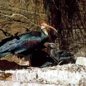 BALD IBIS - WITH CHICK AT NEST BALD IBIS - WITH CHICK AT NEST