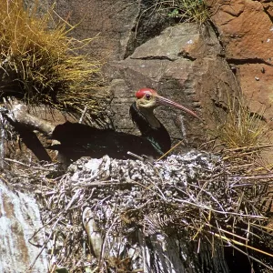 Bald Ibis - on nest Bald Ibis - on nest