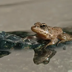 Balkan Frog (Pelophylax kurtmuelleri) on rock in the clear water, Piedmont, Italy Balkan Frog (Pelophylax kurtmuelleri) on rock in the clear water, Piedmont, Italy