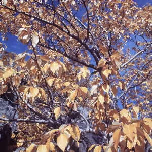 BALSAM POPLAR