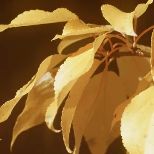 BALSAM POPLAR - close-up of leaves