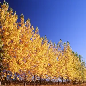 BALSAM POPLARS - row BALSAM POPLARS - row