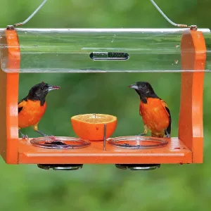 Baltimore Oriole - males feeding at jelly and fruit feeder Baltimore Oriole - males feeding at jelly and fruit feeder