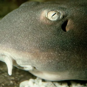 Bamboo Shark sp - Showing skin teeth dermal denticles Bamboo Shark sp - Showing skin teeth dermal denticles