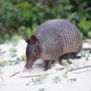 NINE BANDED ARMADILLO - on beach NINE BANDED ARMADILLO - on beach