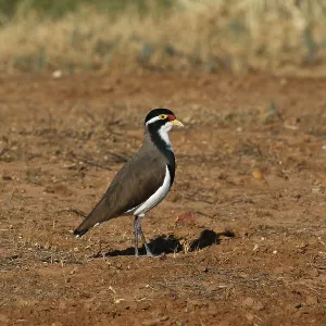 Banded Lapwing Banded Lapwing