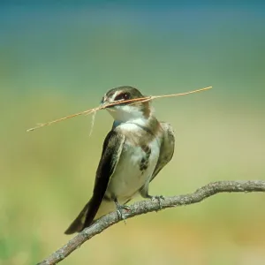 Banded Martin - with nest material in beak Banded Martin - with nest material in beak