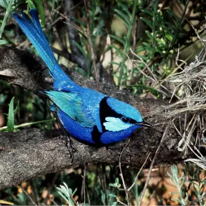 BANDED / SPLENDID WREN BANDED / SPLENDID WREN