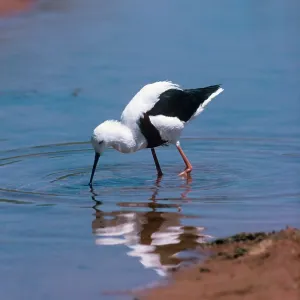 Banded Stilt Banded Stilt