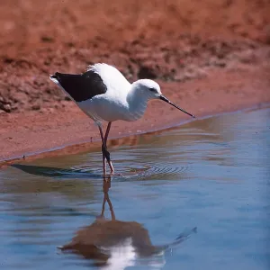 BANDED STILT - Immature, by water & reflection BANDED STILT - Immature, by water & reflection