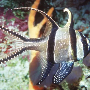 Bangai / Banggai CARDINAL FISH Bangai / Banggai CARDINAL FISH