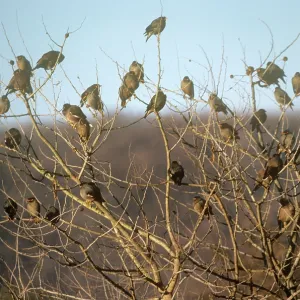 Bank Myna - a flock resting in a treeSSSS Bank Myna - a flock resting in a treeSSSS