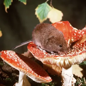 BANK VOLE - on Amanita gauscaria fungi BANK VOLE - on Amanita gauscaria fungi