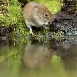 Bank Vole coming down to woodland pool for a drink Bank Vole coming down to woodland pool for a drink