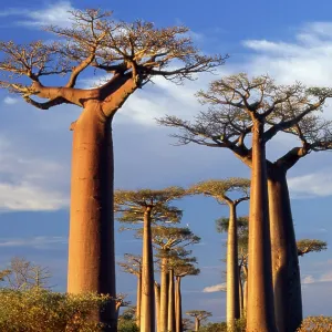 Baobab / Boab Trees - at sunset Baobab / Boab Trees - at sunset