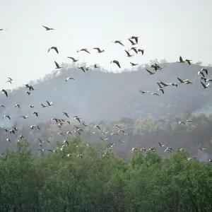 Bar-headed Geese - migrating over Himalayas, without oxygen Bar-headed Geese - migrating over Himalayas, without oxygen