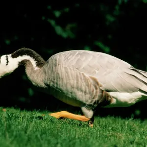 BAR-HEADED GOOSE BAR-HEADED GOOSE