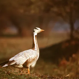 BAR-HEADED GOOSE BAR-HEADED GOOSE
