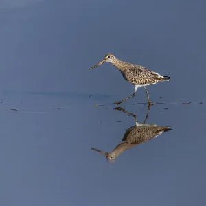 Bar Tailed Godwit - Walking - UK Bar Tailed Godwit - Walking - UK