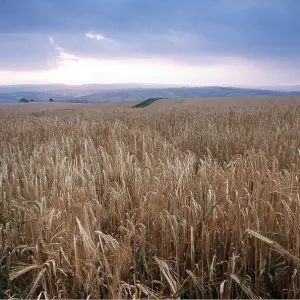 BARLEY CROP - at dusk BARLEY CROP - at dusk