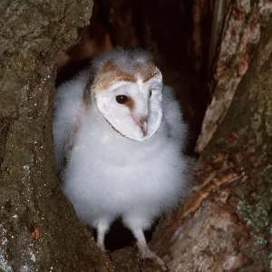 BARN OWL - chick in tree hollow BARN OWL - chick in tree hollow