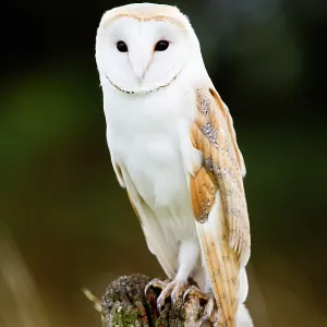 Barn Owl - perched on old post - controlled conditions Barn Owl - perched on old post - controlled conditions