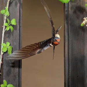 Barn Swallow adult flying through a window frame Barn Swallow adult flying through a window frame