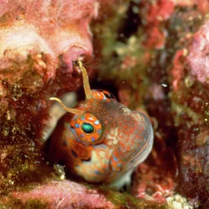 Barnacle Blenny Barnacle Blenny