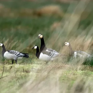 Barnacle Geese Barnacle Geese