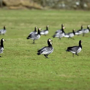 Barnacle Geese Barnacle Geese